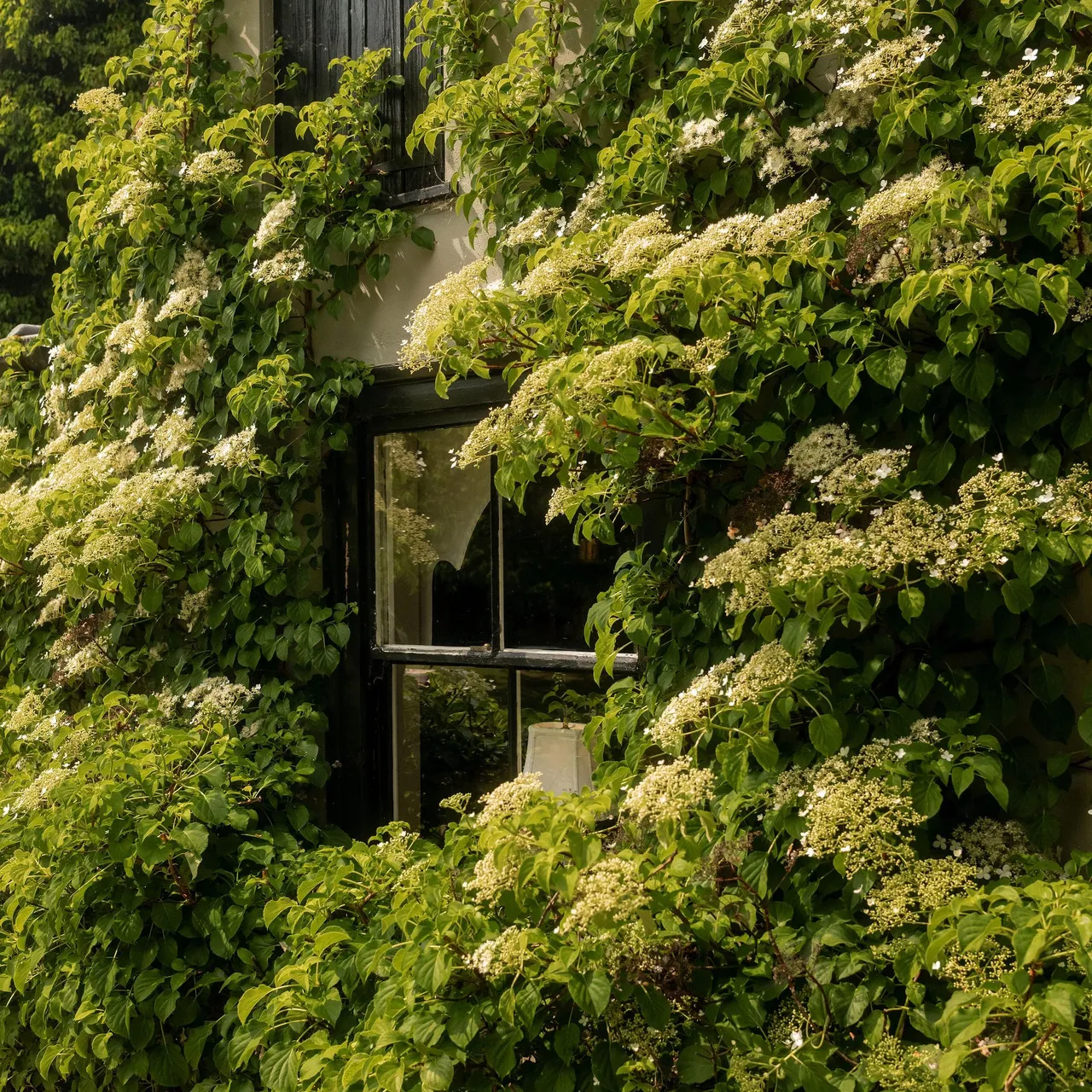 A house wall covered in lush green climbing plants with small white flowers.