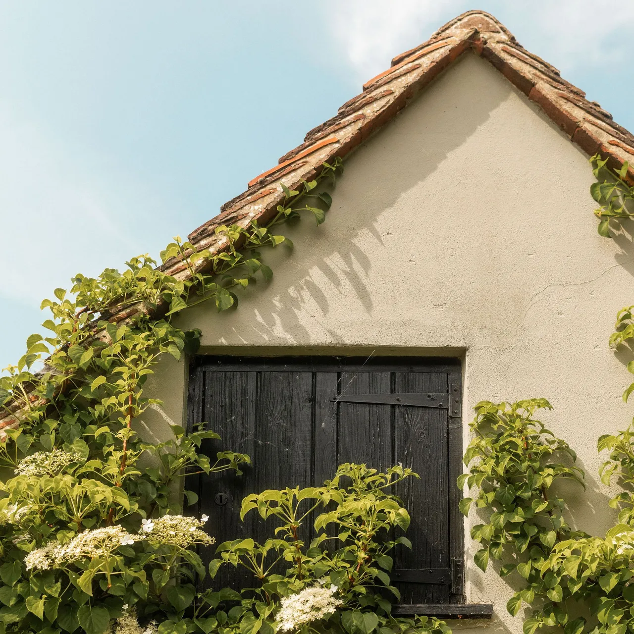 Cottage wall with climbing plants and closed black wooden window shutter