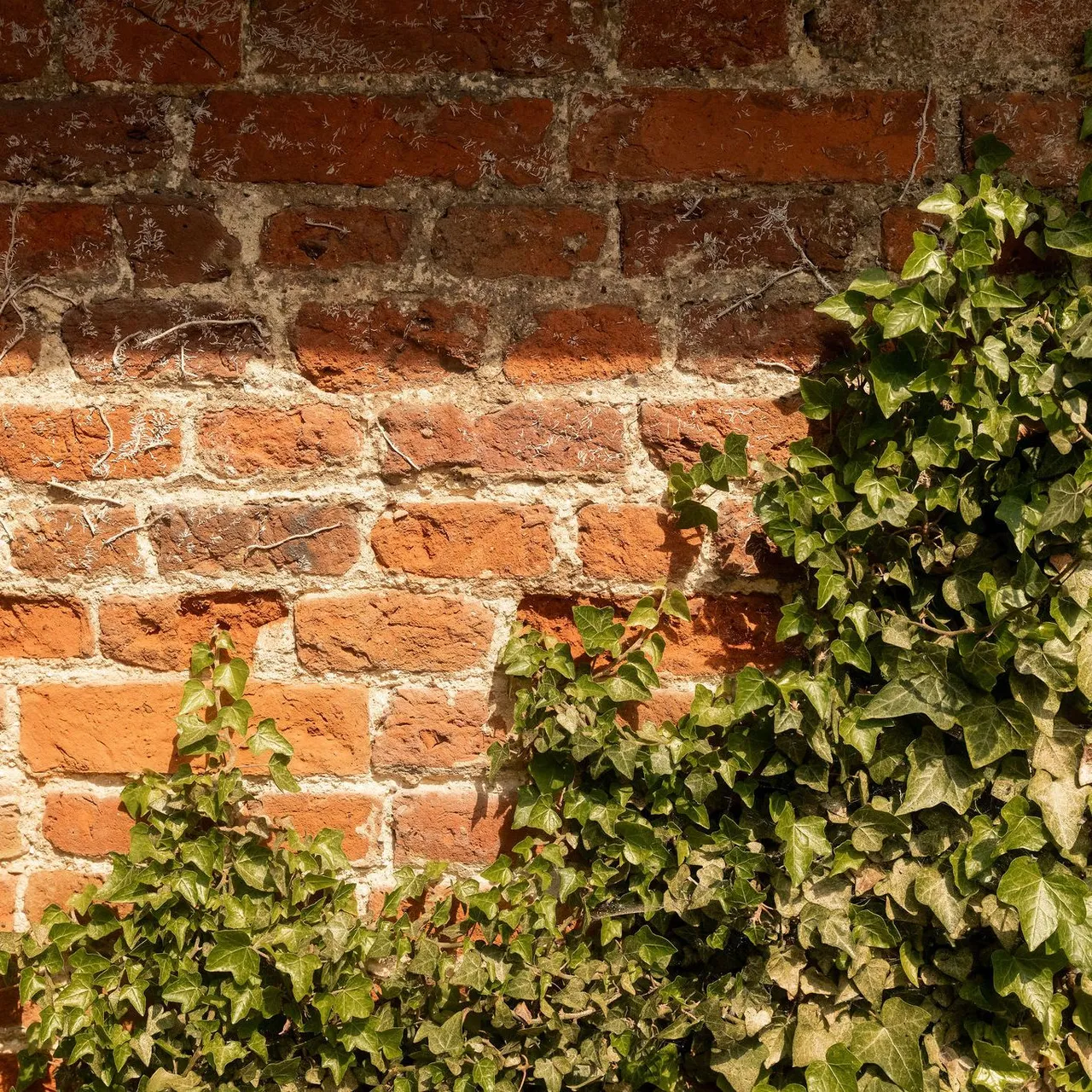 Old brick wall partially covered with green ivy