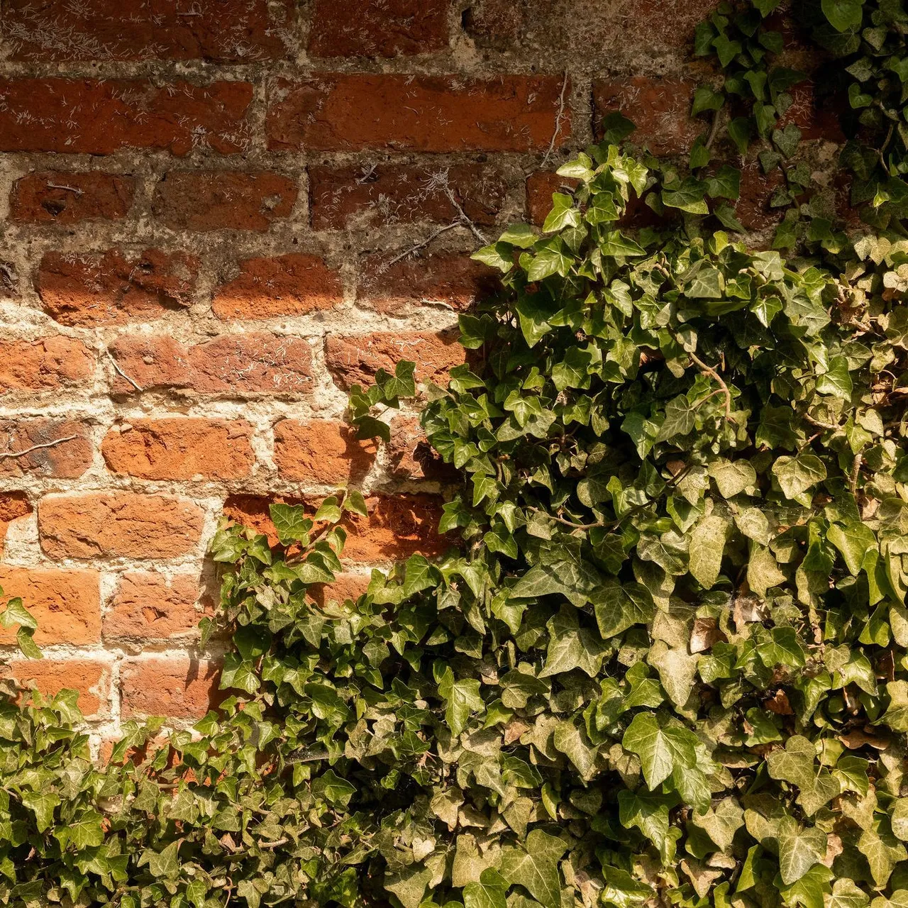 Old brick wall partially covered with green ivy
