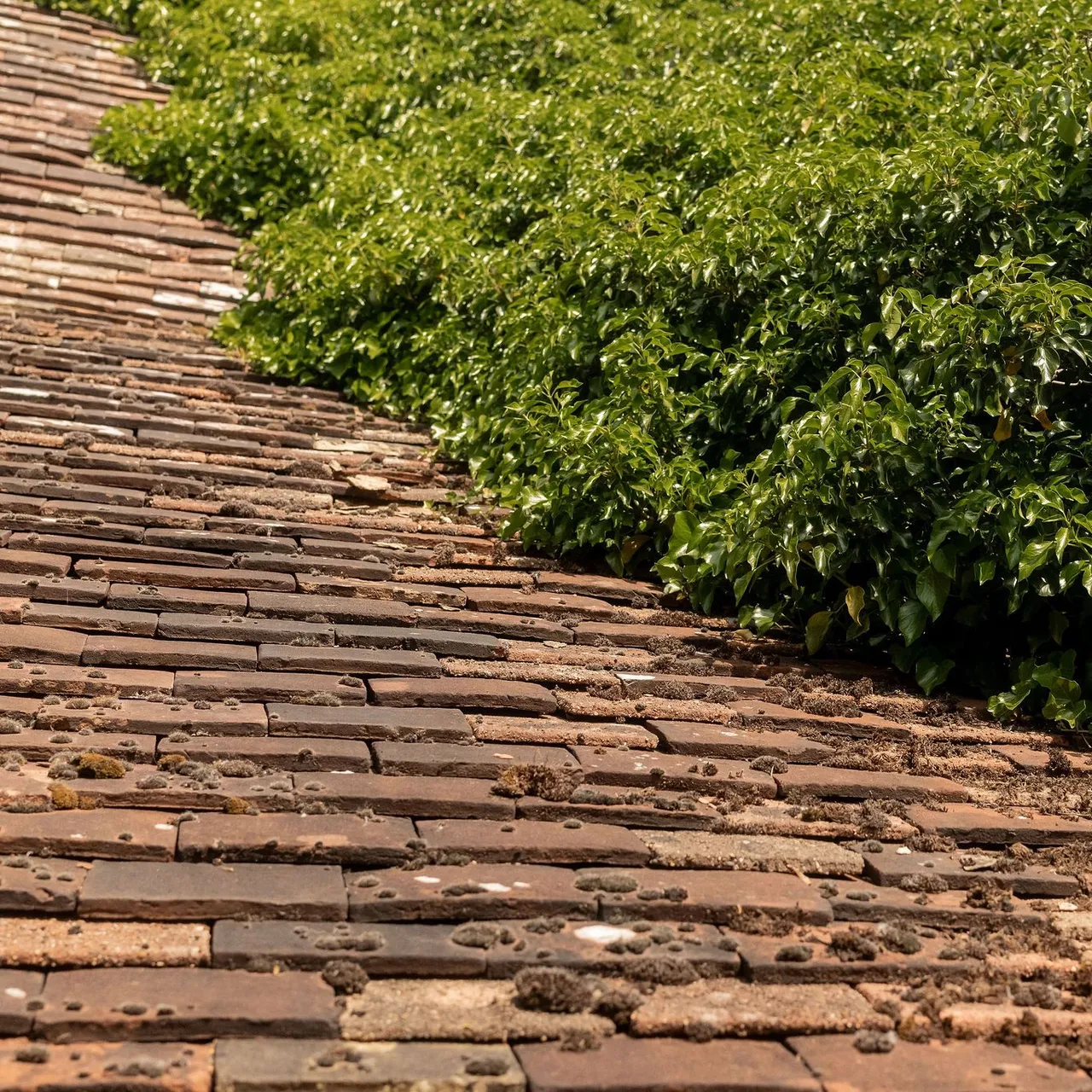 Old clay tile roof partially covered by green leafy vines